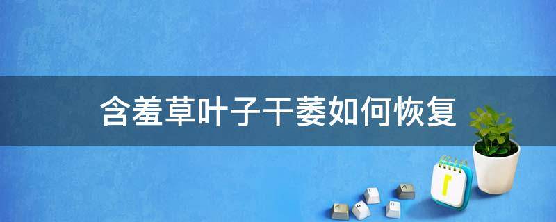 含羞草叶子干萎如何恢复（含羞草叶子干了怎么办）