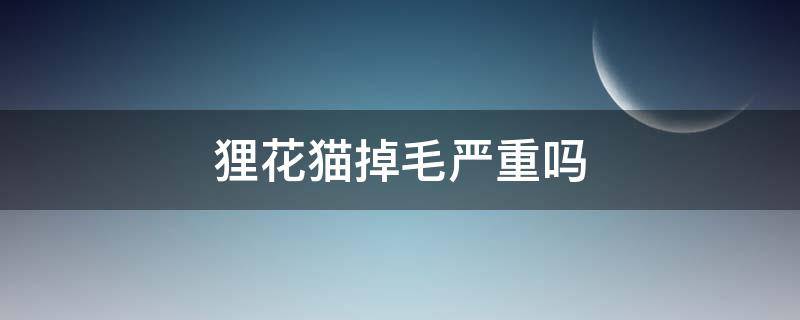 狸花猫掉毛严重吗（狸花猫掉毛严重么）