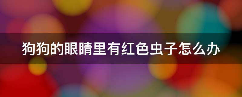 狗狗的眼睛里有红色虫子怎么办 狗狗的眼睛里有红色虫子怎么办啊
