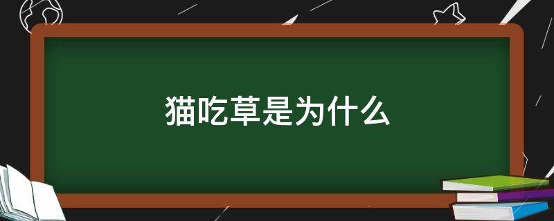 猫吃草是为什么 猫吃草是为啥