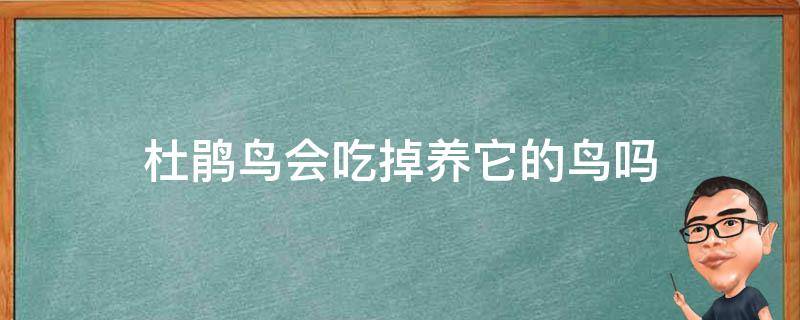 杜鹃鸟会吃掉养它的鸟吗（杜鹃小鸟会吃养鸟吗）