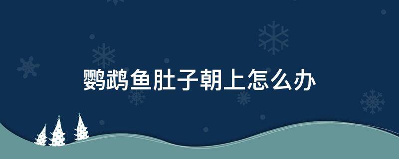 鹦鹉鱼肚子朝上怎么办 鹦鹉鱼肚皮朝上怎么办