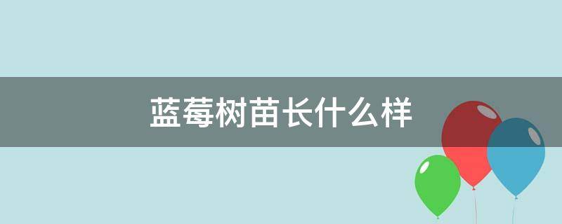 蓝莓树苗长什么样 蓝莓树苗长什么样多高