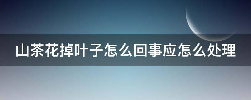 山茶花掉叶子怎么回事应怎么处理 山茶花掉叶子怎么办?