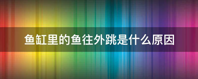 鱼缸里的鱼往外跳是什么原因（鱼缸里的鱼向外跳）