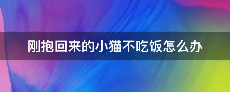 刚抱回来的小猫不吃饭怎么办 小猫刚抱回家不吃不喝