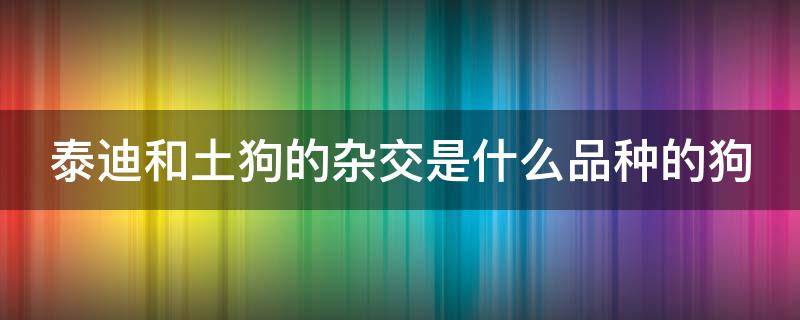 泰迪和土狗的杂交是什么品种的狗 泰迪和土狗配的话生出什么样的狗