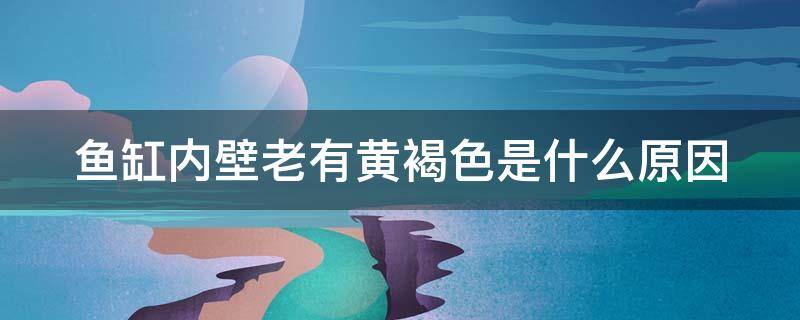 鱼缸内壁老有黄褐色是什么原因（鱼缸内壁老有黄褐色是什么原因怎么解决）