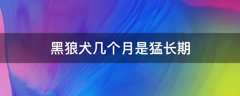 黑狼犬几个月是猛长期 黑狼幼犬几个月长的最快