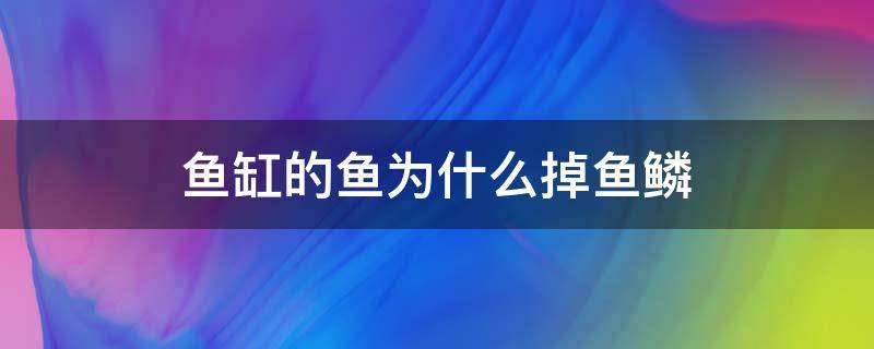 鱼缸的鱼为什么掉鱼鳞（鱼缸鱼鳞掉了）