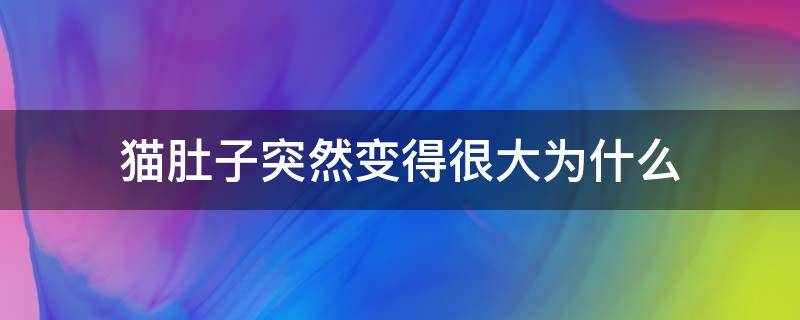 猫肚子突然变得很大为什么 猫肚子越来越大是怎么回事