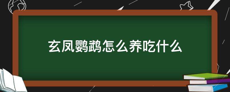 玄凤鹦鹉怎么养吃什么 家养玄凤鹦鹉吃什么