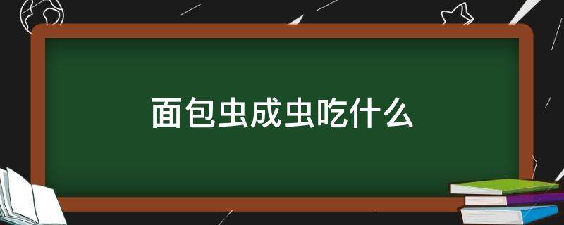 面包虫成虫吃什么 面包虫吃啥