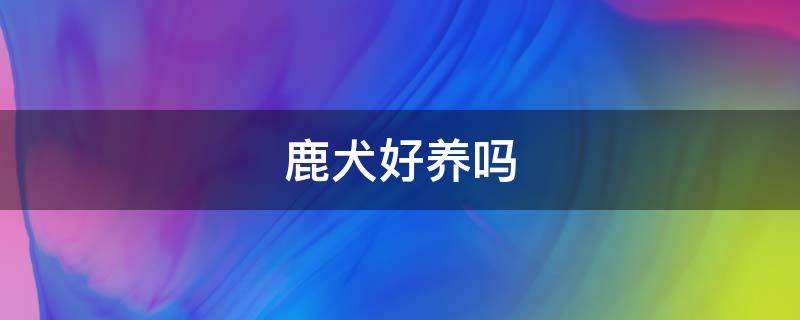 鹿犬好养吗 鹿犬好养吗?优缺点有哪些