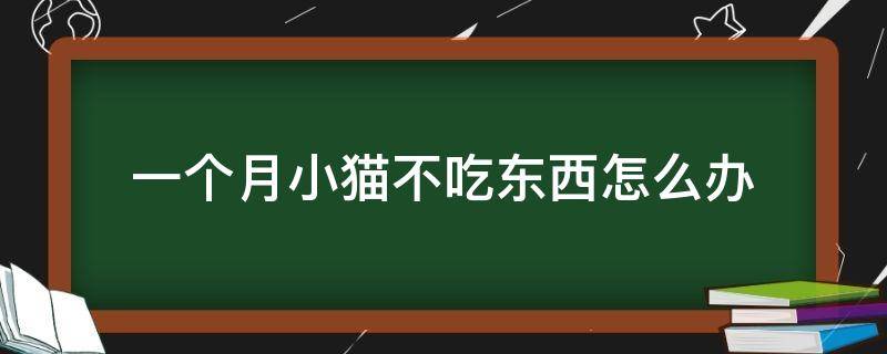 一个月小猫不吃东西怎么办 一个月的小猫不吃东西怎么办