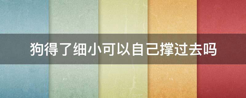 狗得了细小可以自己撑过去吗 狗狗得了细小为什么撑过一个星期就好了