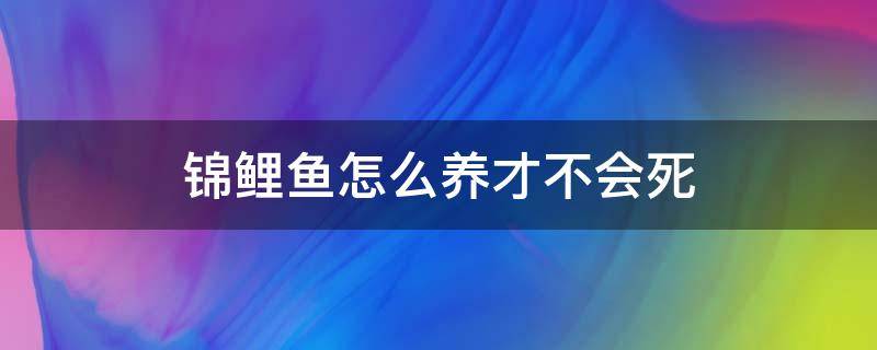 锦鲤鱼怎么养才不会死 锦鲤鱼养一养就死了