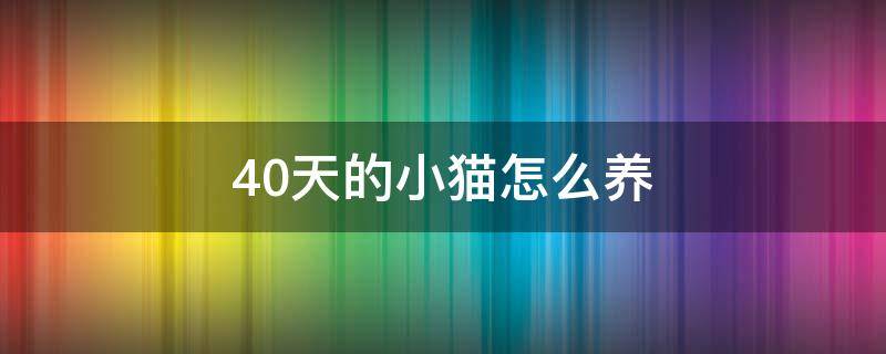 40天的小猫怎么养 四十天的小猫怎么养