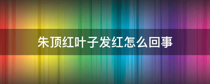 朱顶红叶子发红怎么回事（朱顶红 叶子黄了 软了）