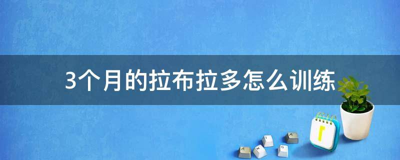 3个月的拉布拉多怎么训练 三个月的拉布拉多怎么训练