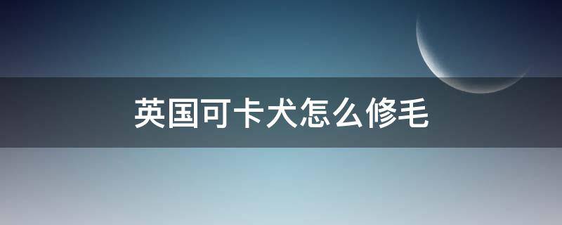 英国可卡犬怎么修毛 可卡犬剪毛