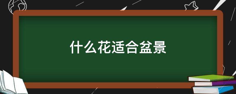 什么花适合盆景（盆景盆栽什么花好看）