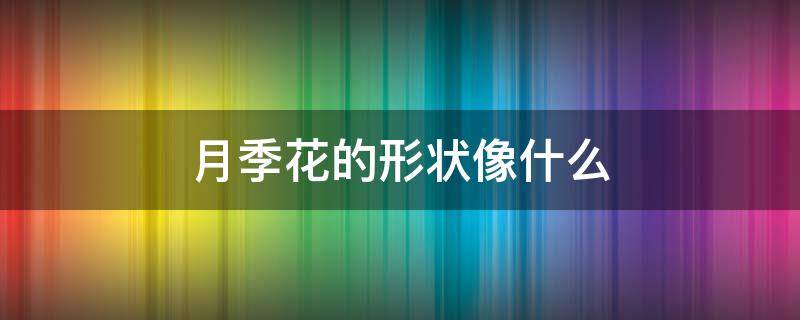 月季花的形状像什么 月季花的形状是什么样子的