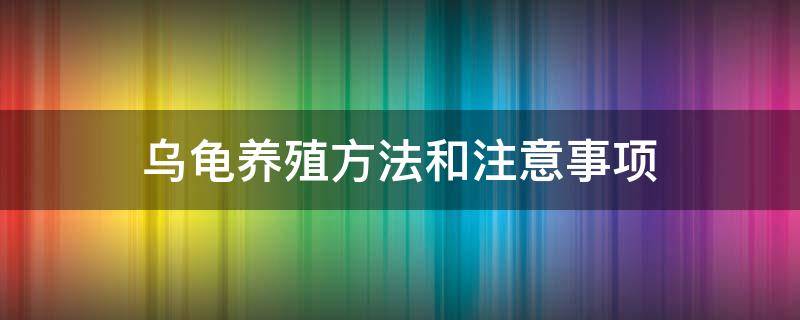 乌龟养殖方法和注意事项 家庭乌龟养殖方法和注意事项