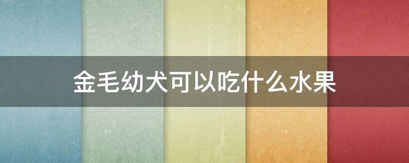 金毛幼犬可以吃什么水果 金毛犬不可以吃什么水果