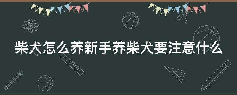 柴犬怎么养新手养柴犬要注意什么