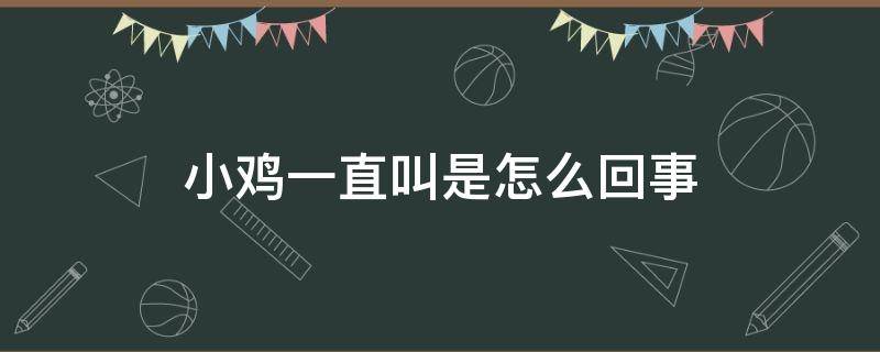 小鸡一直叫是怎么回事 一只小鸡一直叫是怎么回事