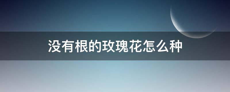 没有根的玫瑰花怎么种（无根玫瑰花怎么栽种）