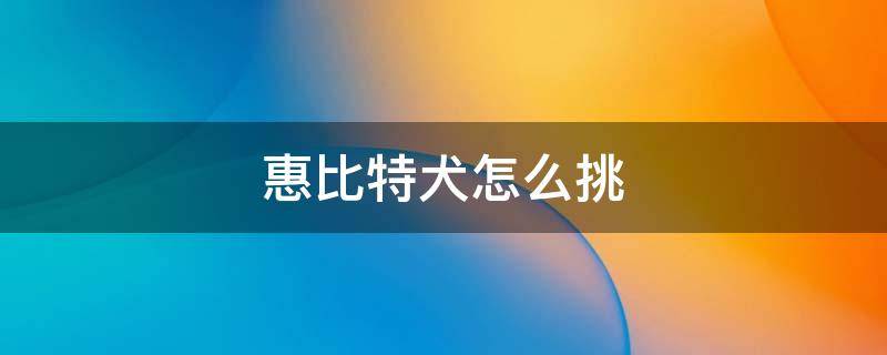 惠比特犬怎么挑（惠比特犬百度贴吧）