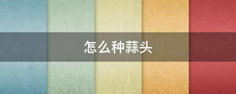 怎么种蒜头 怎么种蒜头的方法