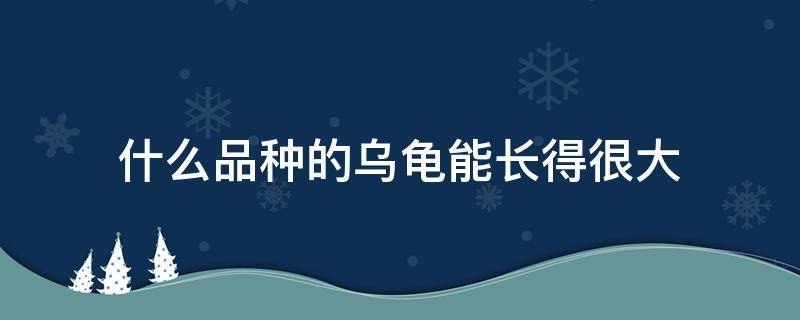 什么品种的乌龟能长得很大 什么品种的乌龟长不大