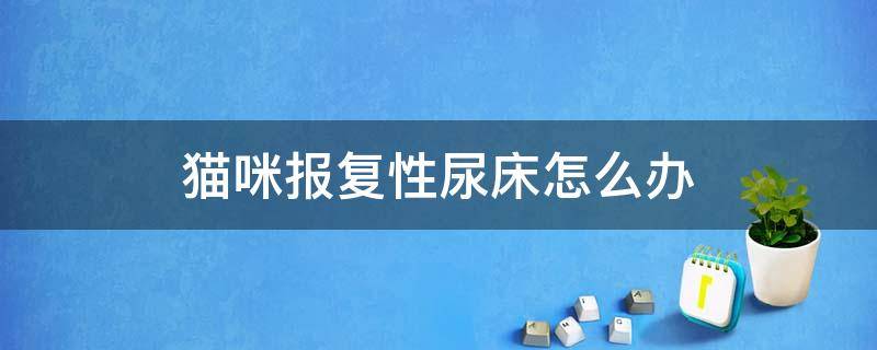 猫咪报复性尿床怎么办（猫咪尿床是不是报复）