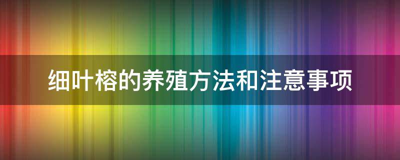 细叶榕的养殖方法和注意事项 大叶榕的养殖方法和注意事项
