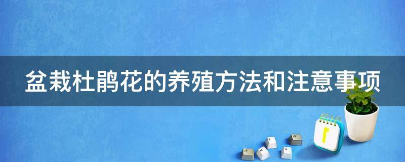 盆栽杜鹃花的养殖方法和注意事项（盆栽杜鹃花的养殖方法和注意事项 盆栽）