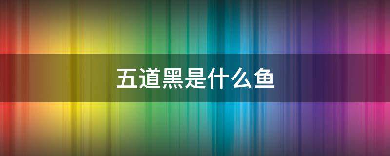 五道黑是什么鱼 新疆五道黑是什么鱼