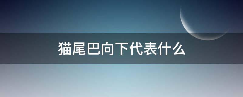 猫尾巴向下代表什么（猫尾巴向下什么意思）