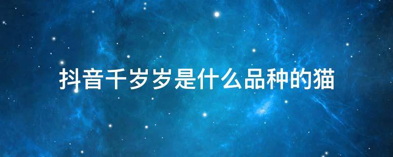 抖音千岁岁是什么品种的猫 抖音千千岁猫是什么猫