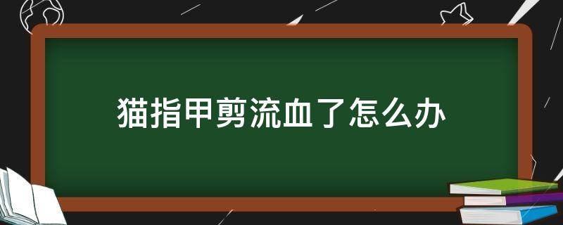 猫指甲剪流血了怎么办（猫指甲剪流血了怎么办没有止血粉）