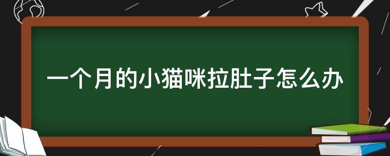 一个月的小猫咪拉肚子怎么办 一个半月小猫咪拉肚子怎么办