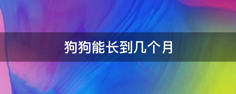 狗狗能长到几个月 狗可以长到几个月