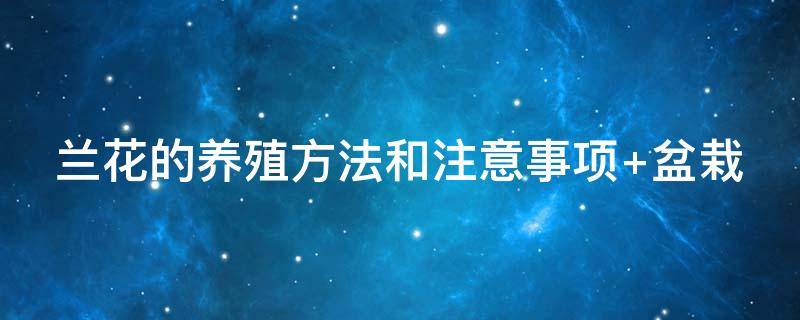 兰花的养殖方法和注意事项 兰花的养殖方法和注意事项 盆栽一