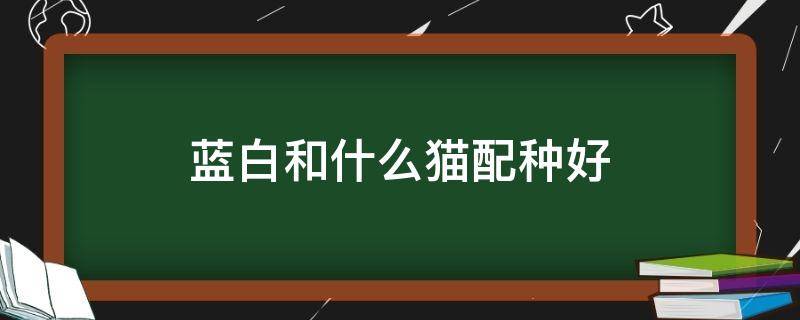 蓝白和什么猫配种好（蓝白猫和蓝猫配种生什么样的猫）