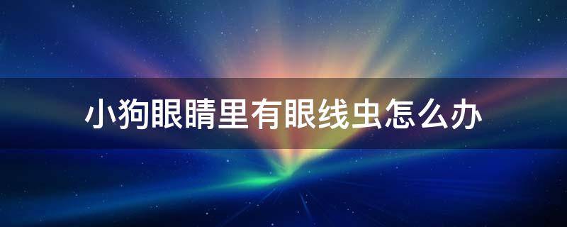 小狗眼睛里有眼线虫怎么办 小狗眼睛里面有眼线虫怎么办