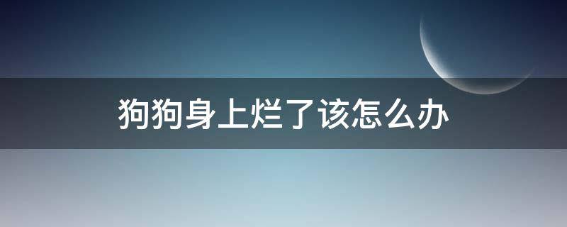 狗狗身上烂了该怎么办 狗狗身上烂了怎么处理