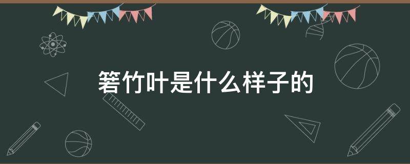 箬竹叶是什么样子的 什么是箬竹叶?