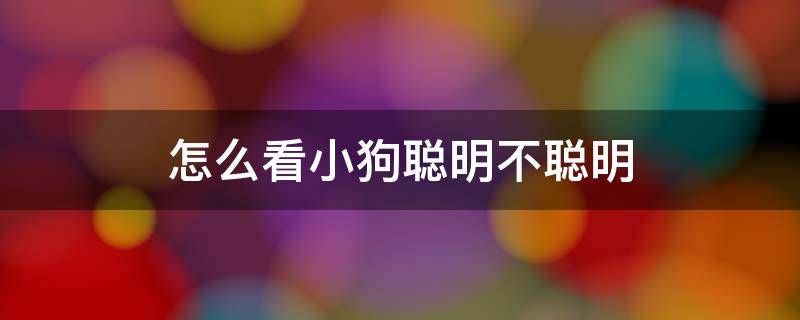 怎么看小狗聪明不聪明（狗狗怎么看聪明不聪明）